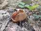 Bordás serleggomba (Helvella acetabulum), Budai-hegység